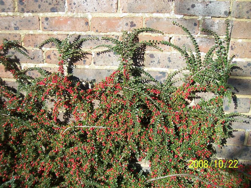 Cotoneaster Horizontalis - View 32 from www redcrocus com