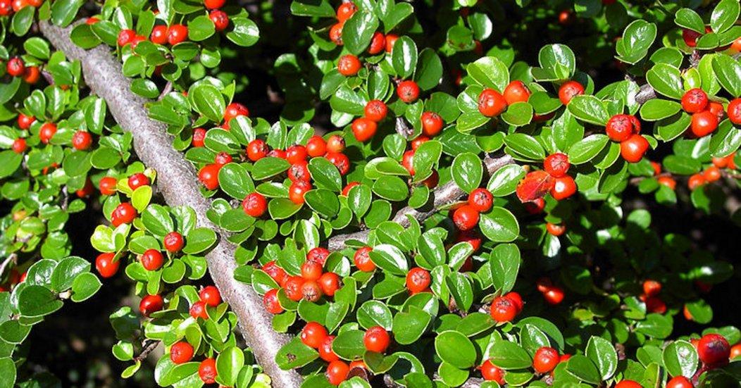 Cotoneaster Horizontalis - View 33 from www redcrocus com