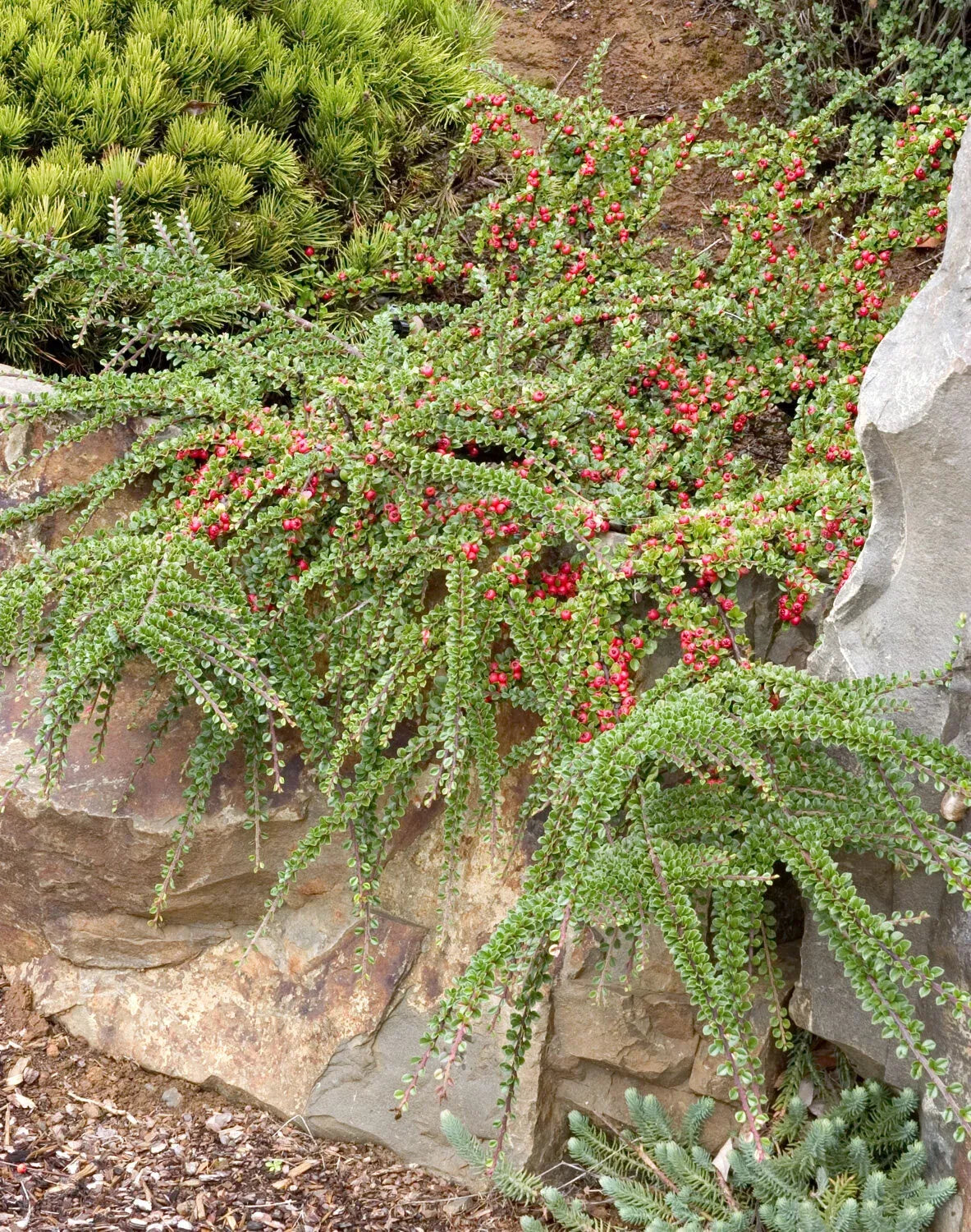 Cotoneaster Horizontalis - View 34 from www redcrocus com