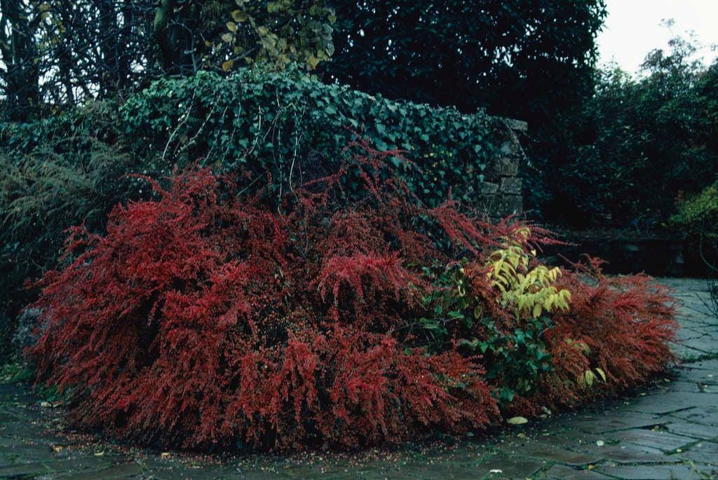Cotoneaster Horizontalis - View 35 from www redcrocus com