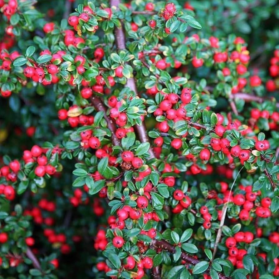 Cotoneaster Horizontalis - View 37 from www redcrocus com