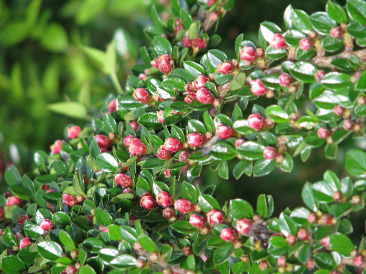 Cotoneaster Horizontalis - View 39 from www redcrocus com