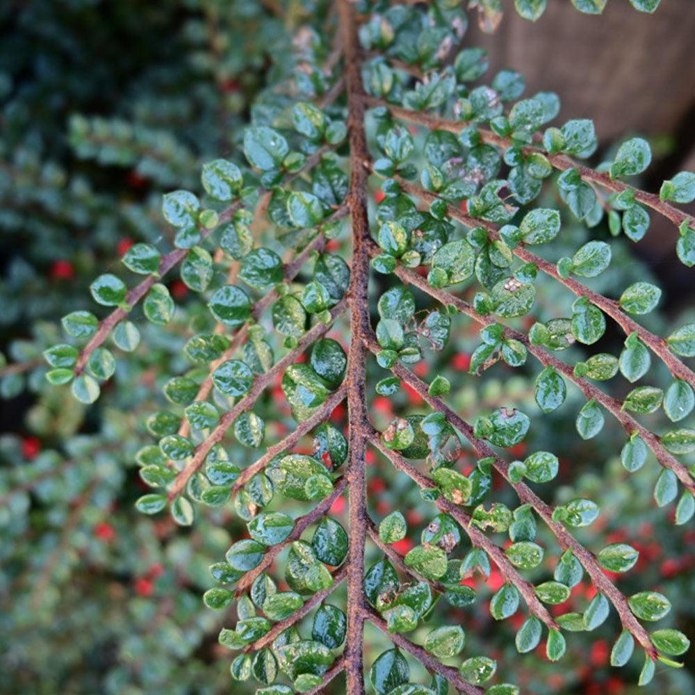 Cotoneaster Horizontalis - View 40 from www redcrocus com