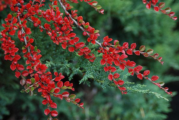 Cotoneaster Horizontalis - View 4 from www redcrocus com