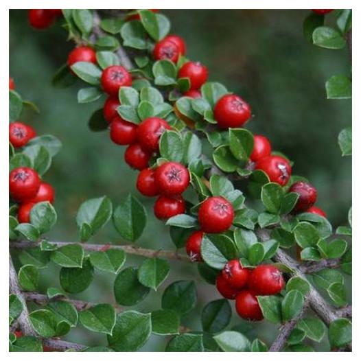 Cotoneaster Horizontalis - View 5 from www redcrocus com
