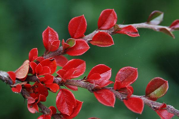 Cotoneaster Horizontalis - View 6 from www redcrocus com