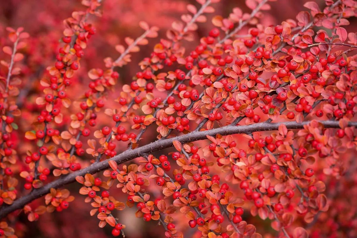 Cotoneaster Horizontalis - View 7 from www redcrocus com