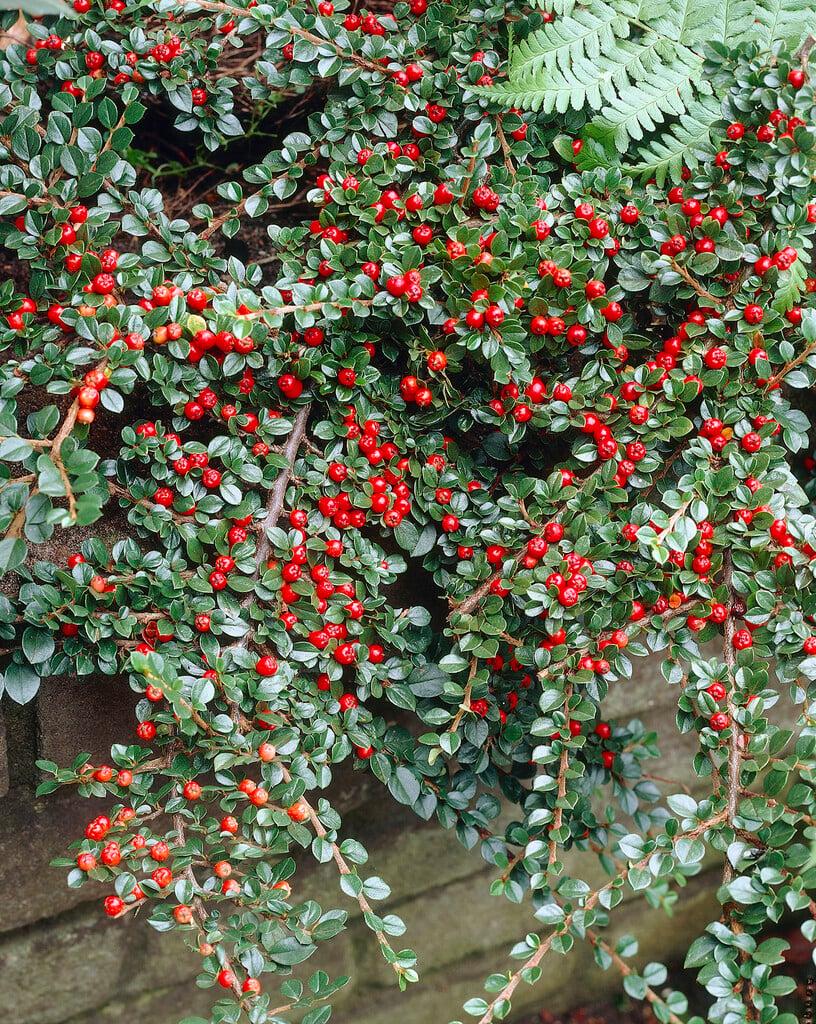 Cotoneaster Horizontalis - View 8 from www redcrocus com