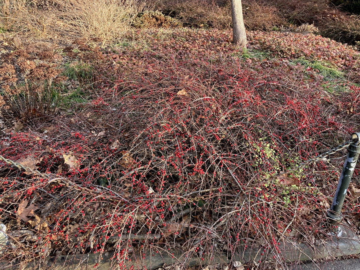 Cotoneaster Horizontalis - View 9 from www redcrocus com
