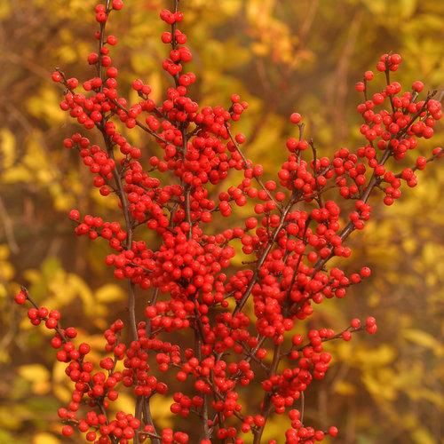 Ilex Verticillata Berry Heavy - View 10 from www redcrocus com