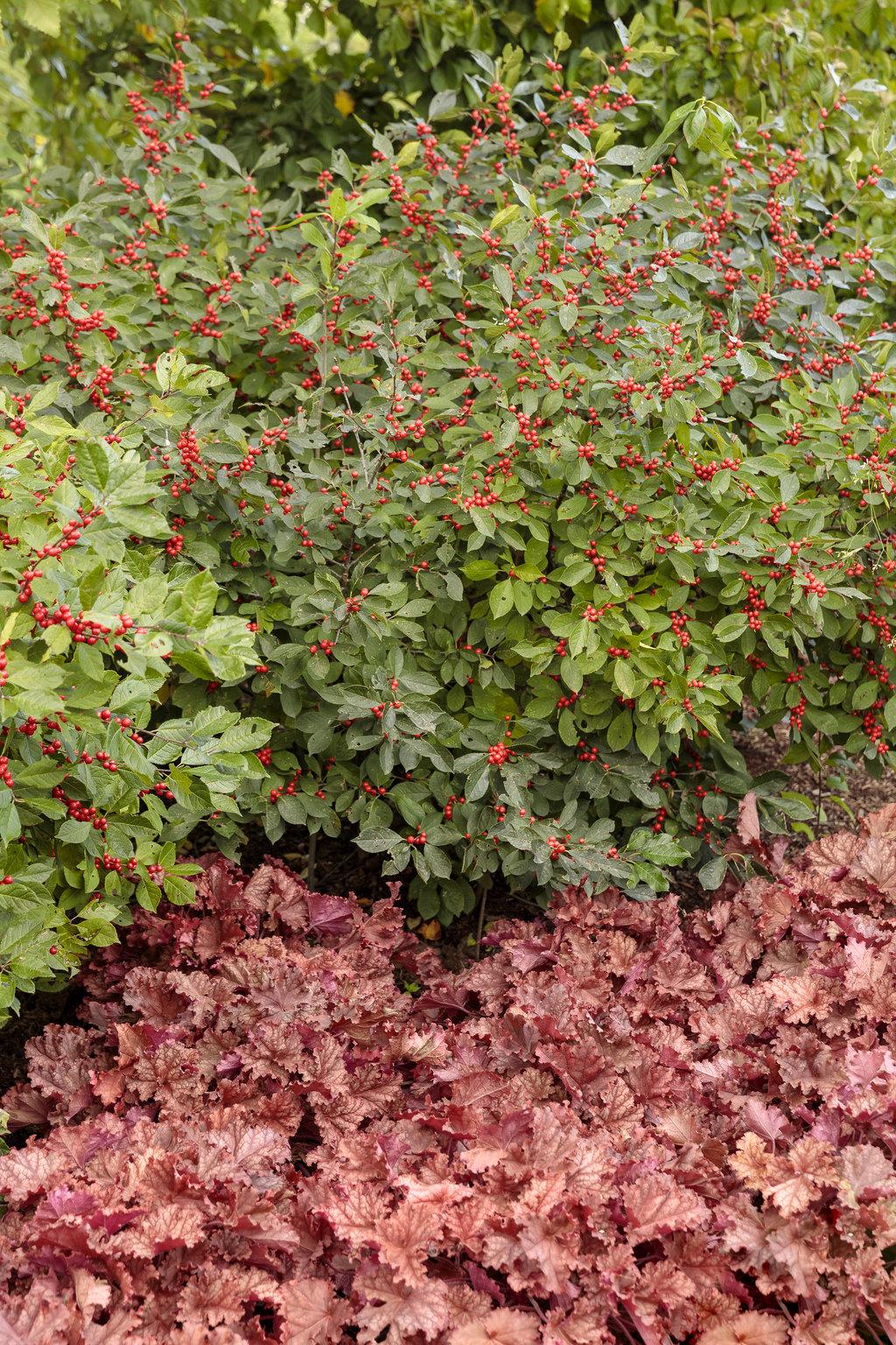Ilex Verticillata Berry Heavy - View 11 from www redcrocus com