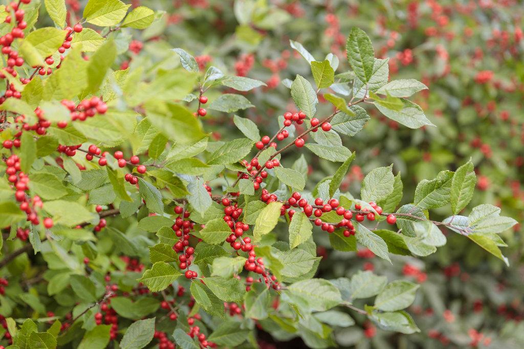 Ilex Verticillata Berry Heavy - View 12 from www redcrocus com
