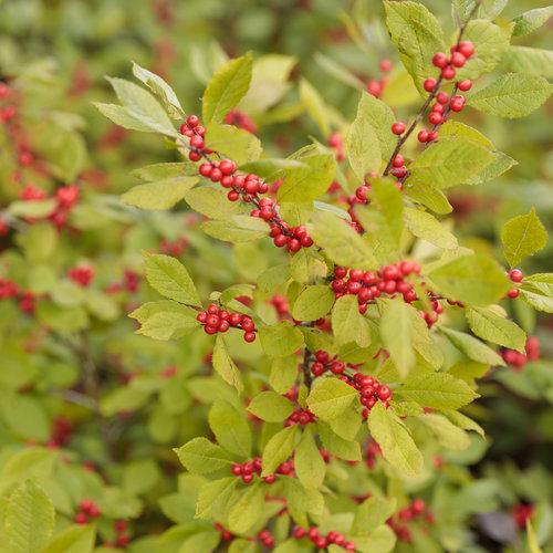 Ilex Verticillata Berry Heavy - View 13 from www redcrocus com