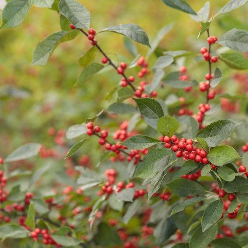 Ilex Verticillata Berry Heavy - View 14 from www redcrocus com