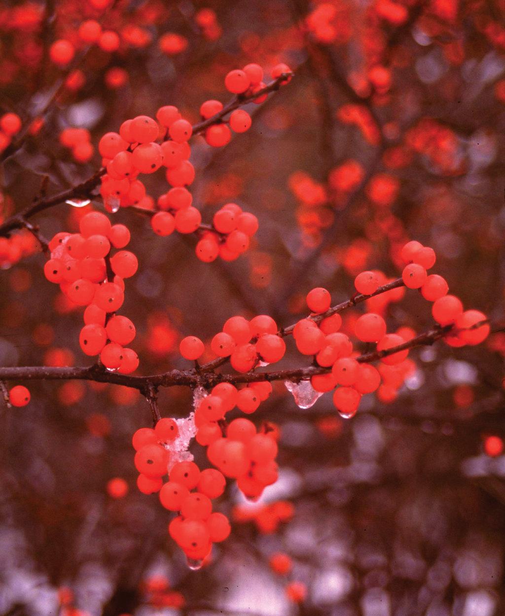Ilex Verticillata Berry Heavy - View 15 from www redcrocus com