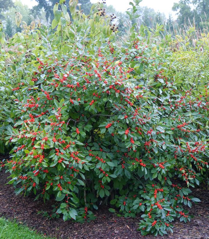 Ilex Verticillata Berry Heavy - View 17 from www redcrocus com