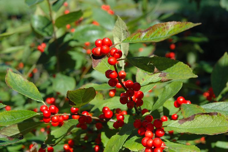 Ilex Verticillata Berry Heavy - View 18 from www redcrocus com