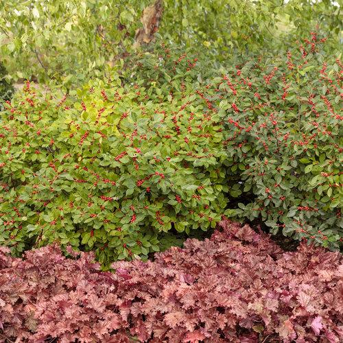 Ilex Verticillata Berry Heavy - View 19 from www redcrocus com