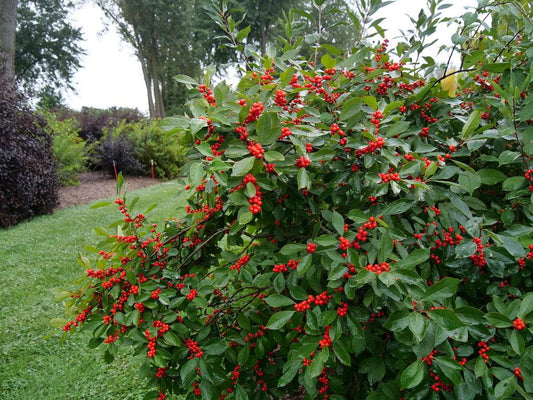 Ilex Verticillata Berry Heavy - View 1 from www redcrocus com