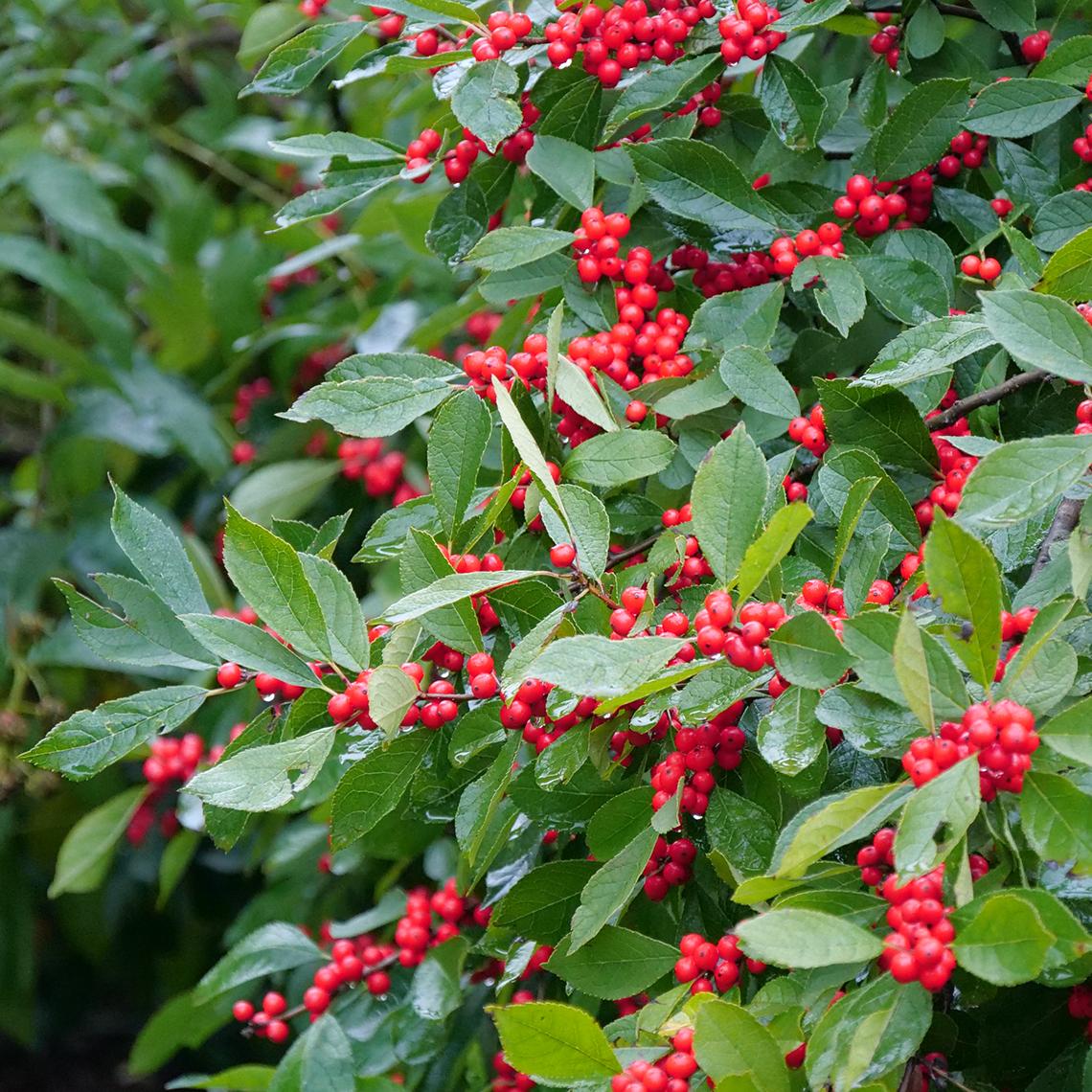 Ilex Verticillata Berry Heavy - View 20 from www redcrocus com