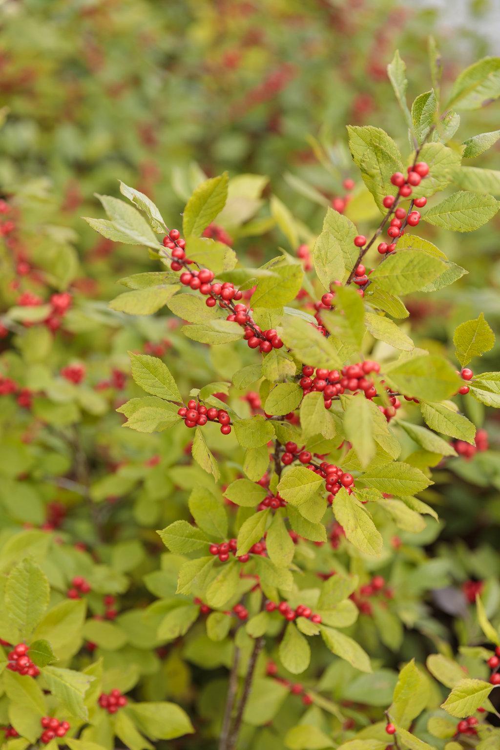 Ilex Verticillata Berry Heavy - View 2 from www redcrocus com
