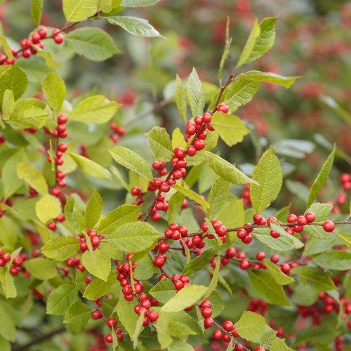 Ilex Verticillata Berry Heavy - View 6 from www redcrocus com