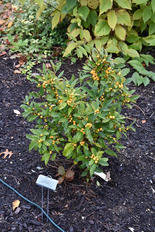 Ilex Verticillata Berry Heavy - View 7 from www redcrocus com