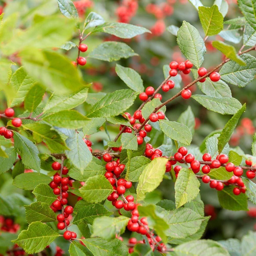 Ilex Verticillata Berry Heavy - View 8 from www redcrocus com