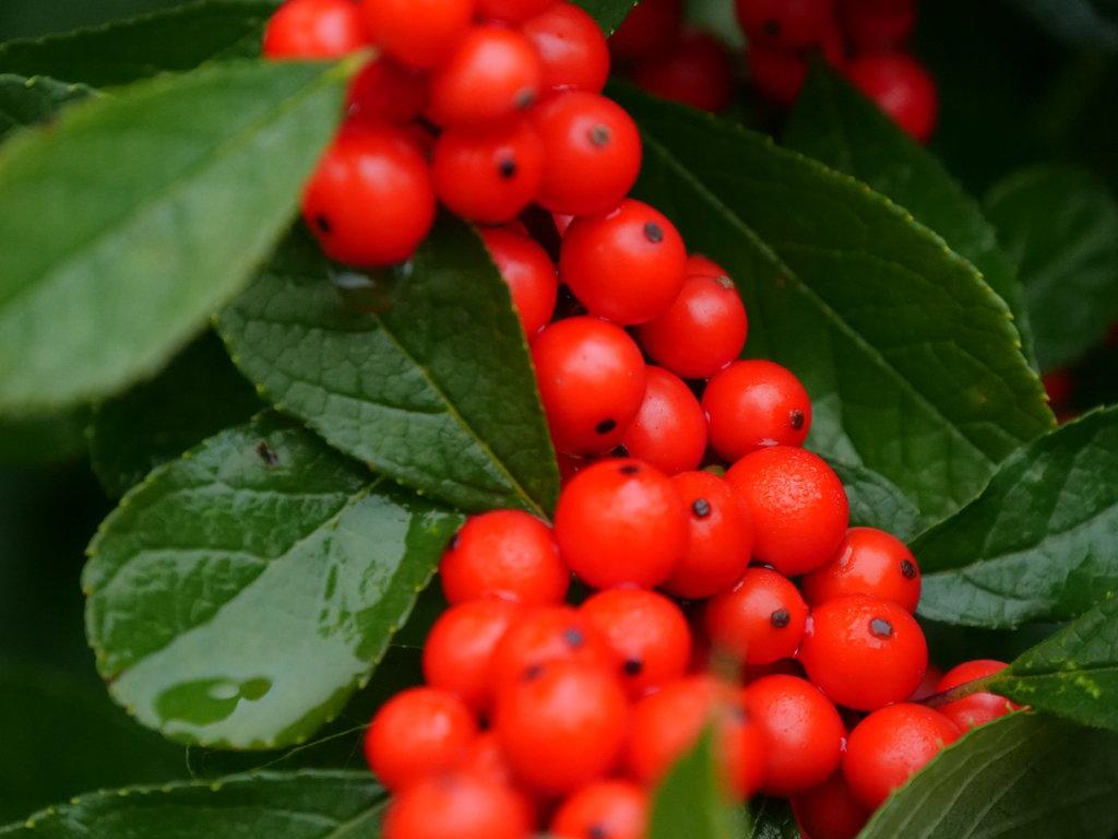 Ilex Verticillata Berry Heavy - View 9 from www redcrocus com