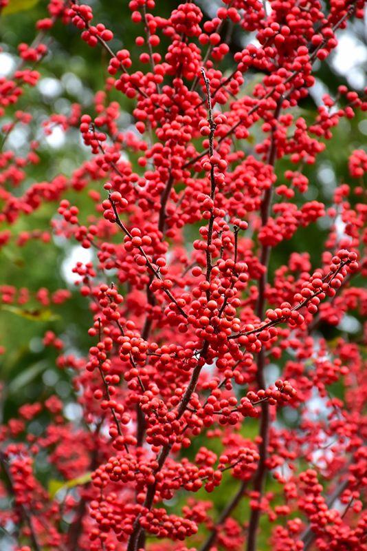 Ilex Verticillata Red Sprite - View 10 from www redcrocus com