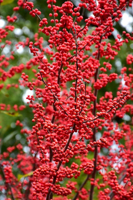 Ilex Verticillata Red Sprite - View 10 from www redcrocus com