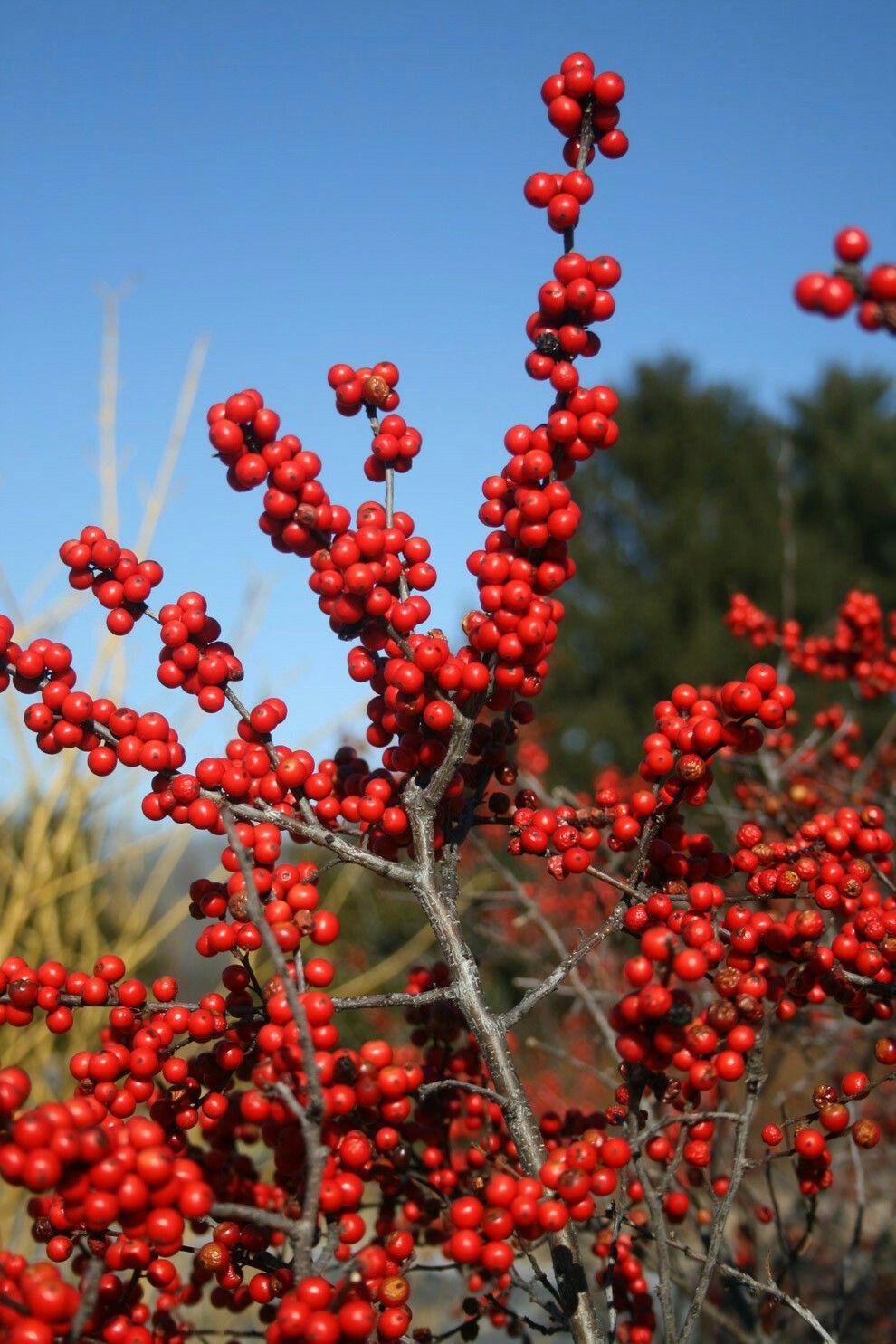 Ilex Verticillata Red Sprite - View 14 from www redcrocus com