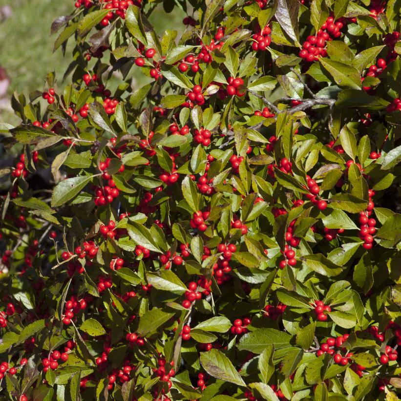 Ilex Verticillata Red Sprite - View 2 from www redcrocus com
