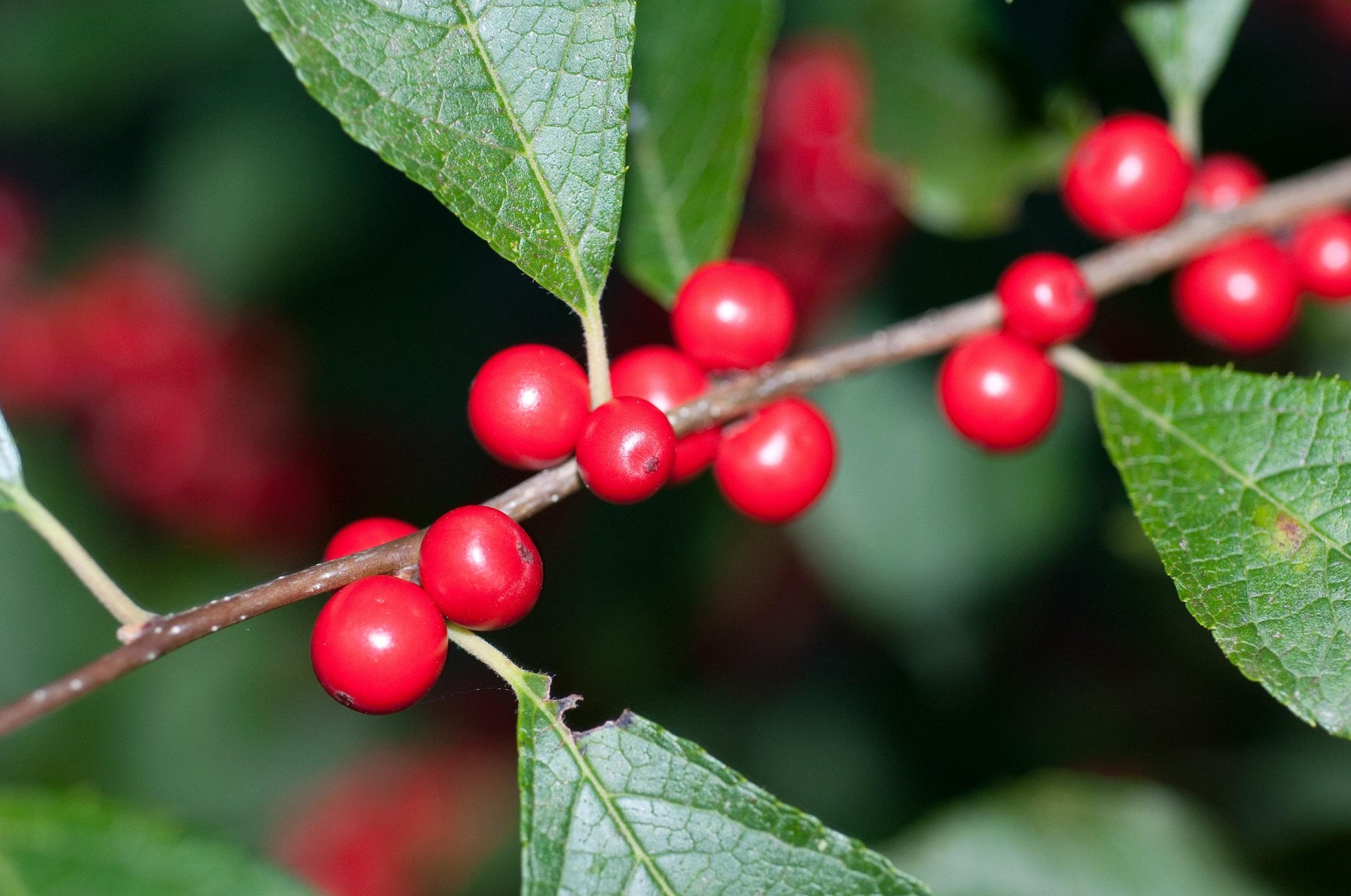 Ilex Verticillata Red Sprite - View 5 from www redcrocus com