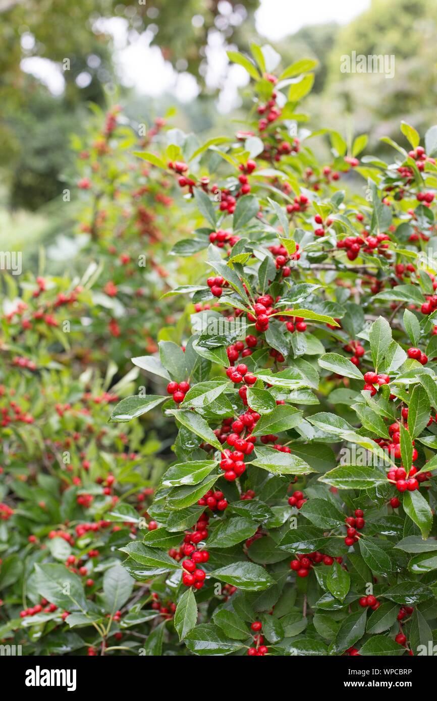 Ilex Verticillata Red Sprite - View 7 from www redcrocus com