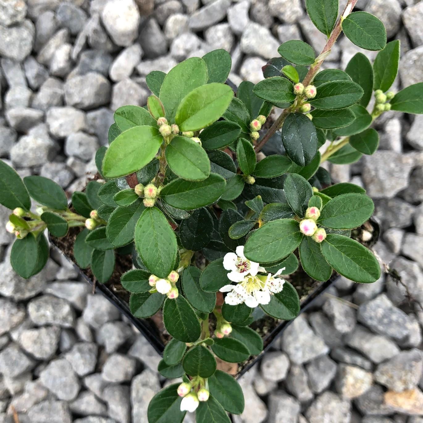 Cotoneaster Dammeri Coral Beauty - View 14 from www redcrocus com