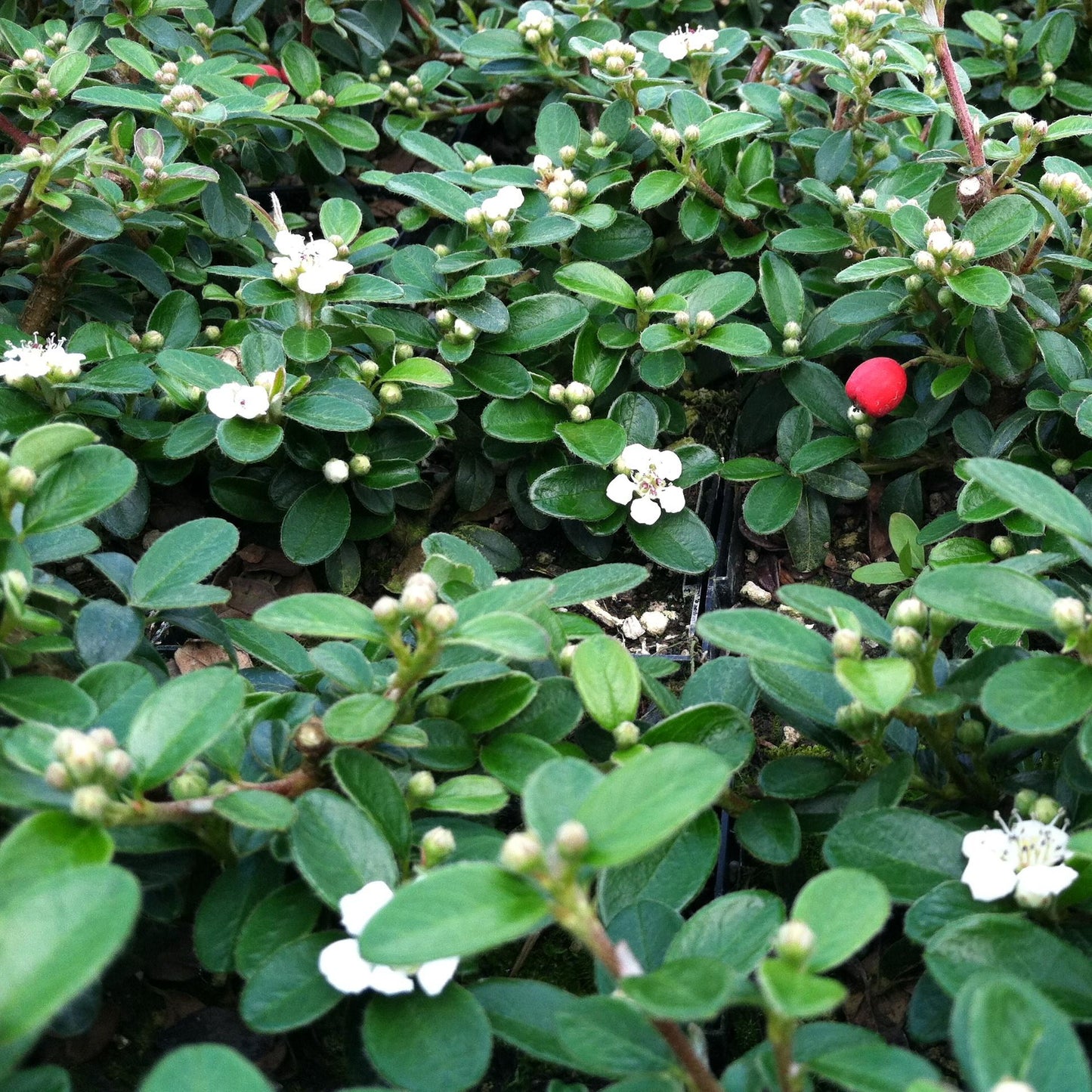 Cotoneaster Dammeri Coral Beauty - View 16 from www redcrocus com