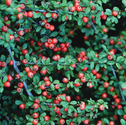 Cotoneaster Dammeri Coral Beauty - View 1 from www redcrocus com