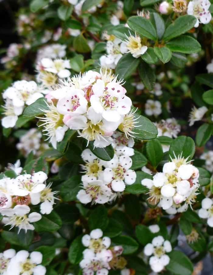 Cotoneaster Dammeri Coral Beauty - View 2 from www redcrocus com