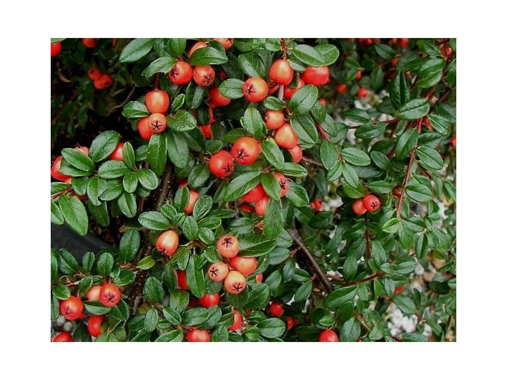 Cotoneaster Dammeri Coral Beauty - View 6 from www redcrocus com