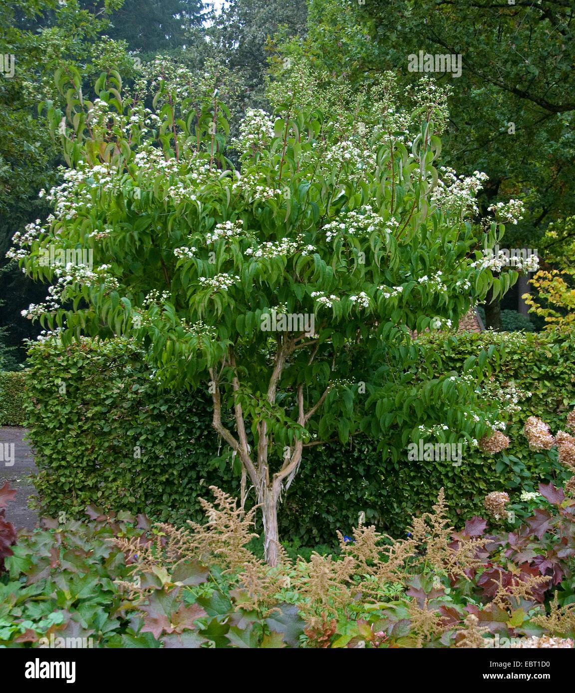 Heptacodium Miconioides - View 11 from www redcrocus com