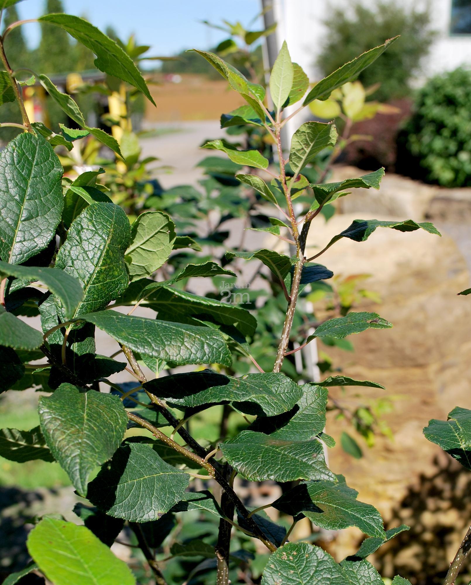 Ilex Verticillata Southern Gentleman - View 14 from www redcrocus com