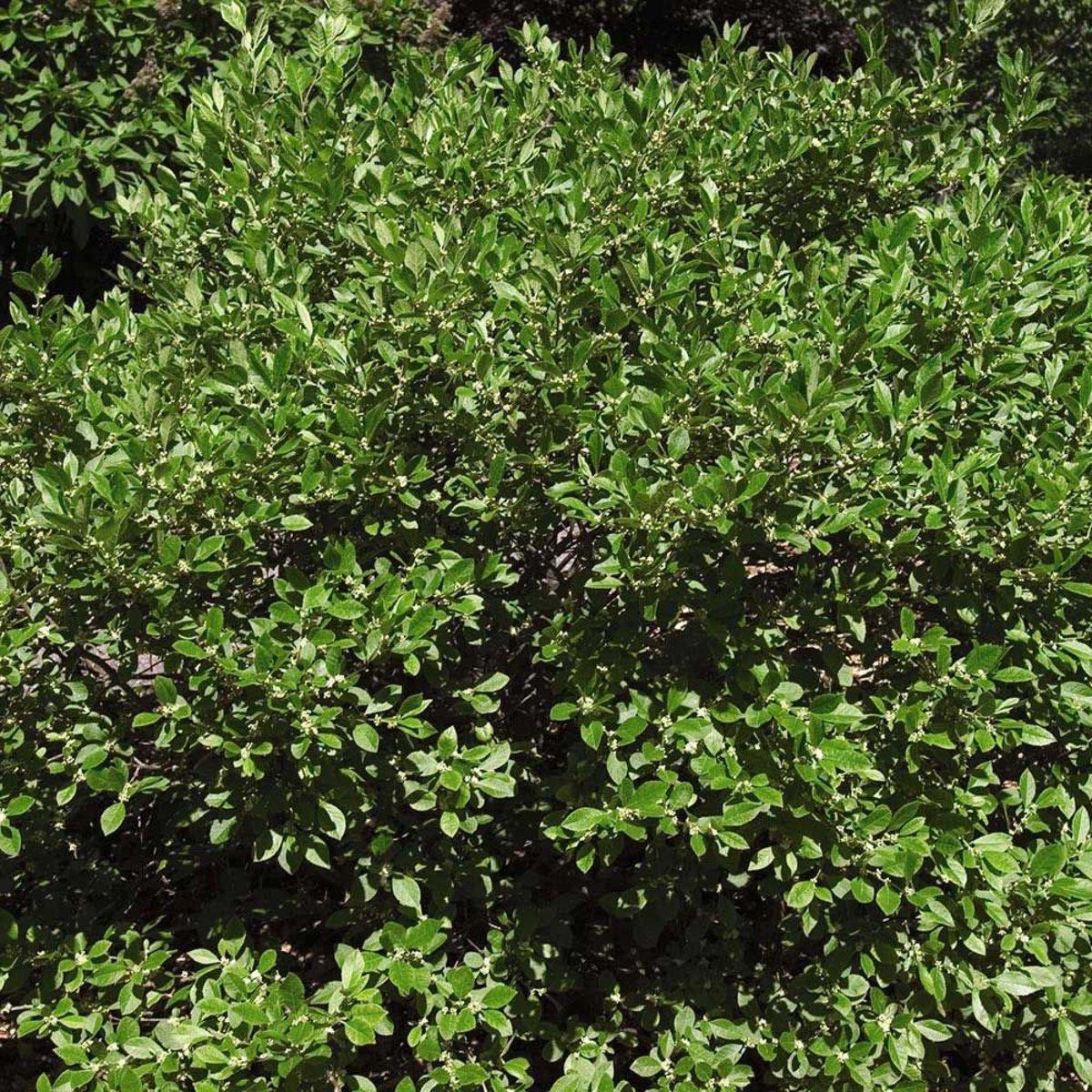 Ilex Verticillata Southern Gentleman - View 17 from www redcrocus com