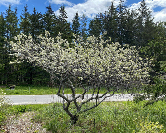 Prunus Maritima - View 1 from www redcrocus com