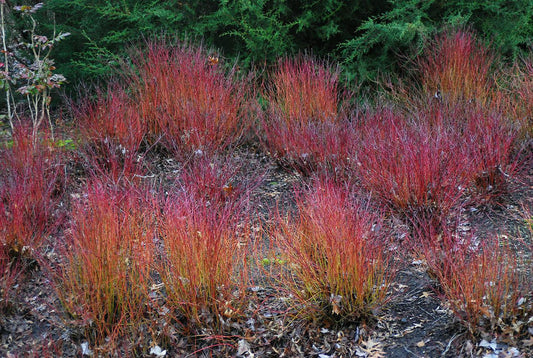 Cornus Sericea 'kelseyi' - View 1 from www redcrocus com