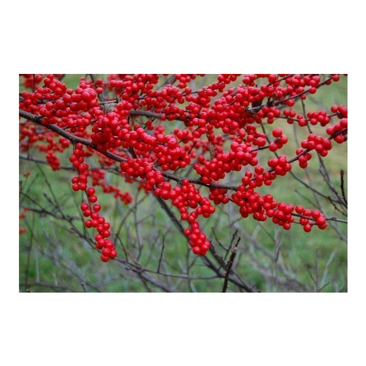 RedCrocus Winter Red' Winterberry Ilex verticillata - Striking Red Berries, Deer-Resistant, Container & Landscape Plant, Hardy to Zone 3-9  5/6' h B&B