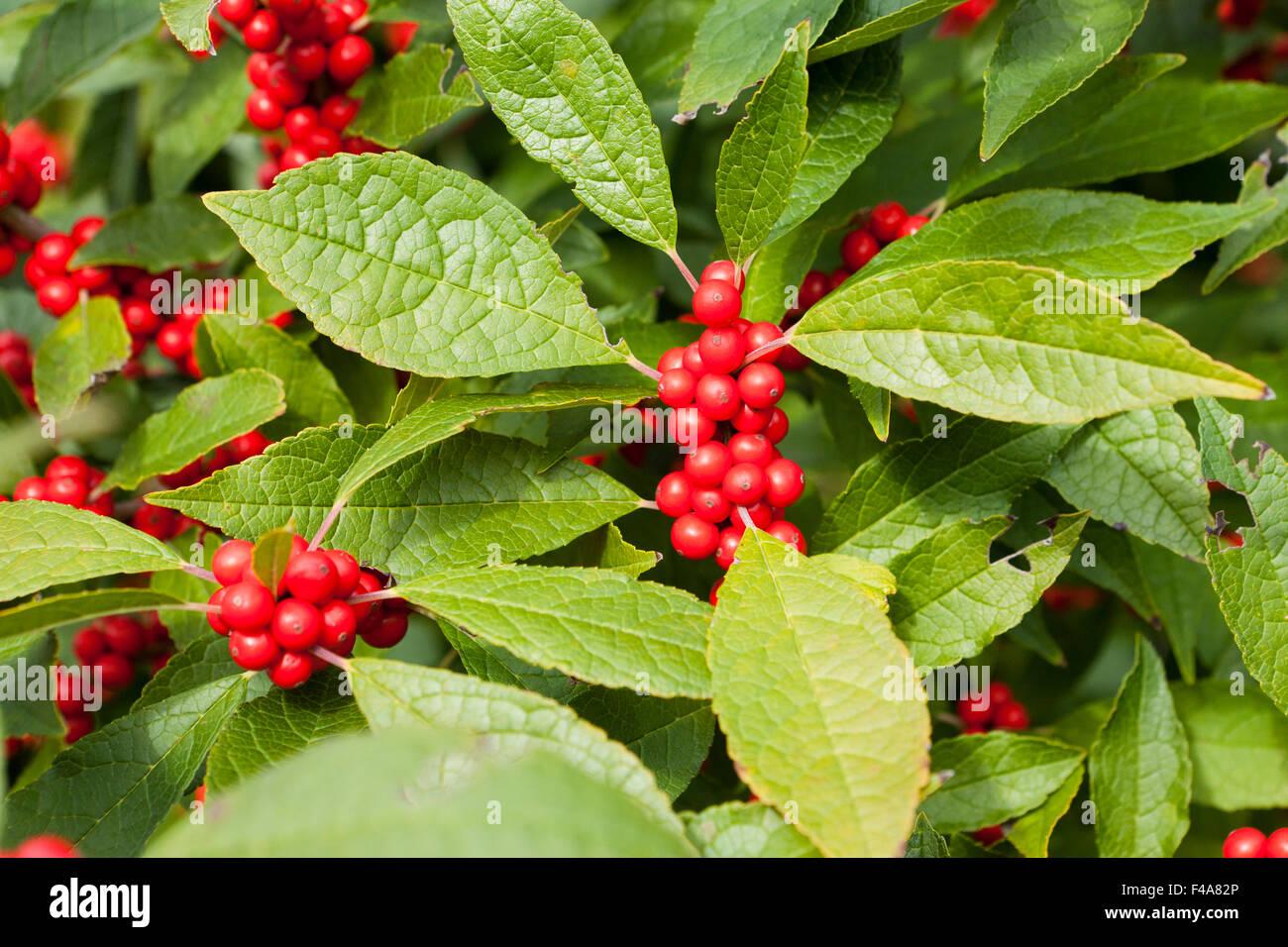 RedCrocus Winter Red' Winterberry Ilex verticillata - Striking Red Berries, Deer-Resistant, Container & Landscape Plant, Hardy to Zone 3-9  5/6' h B&B