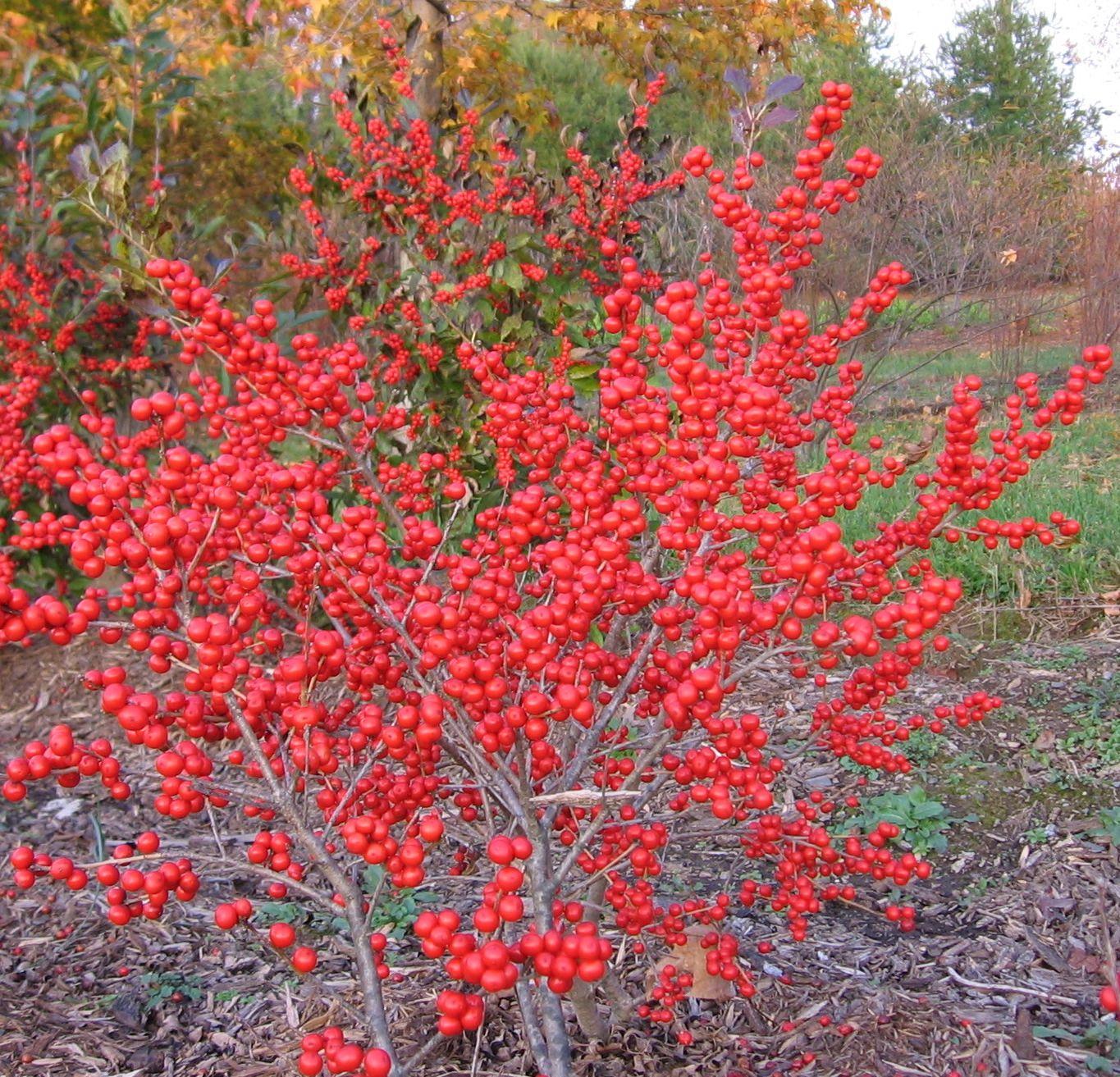 RedCrocus Winter Red' Winterberry Ilex verticillata - Striking Red Berries, Deer-Resistant, Container & Landscape Plant, Hardy to Zone 3-9  5/6' h B&B