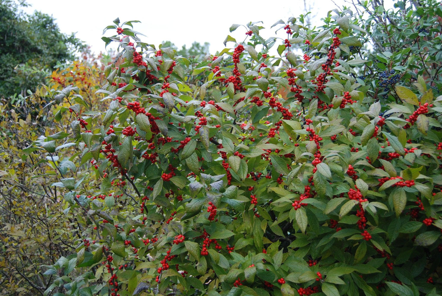 RedCrocus Winter Red' Winterberry Ilex verticillata - Striking Red Berries, Deer-Resistant, Container & Landscape Plant, Hardy to Zone 3-9  5/6' h B&B