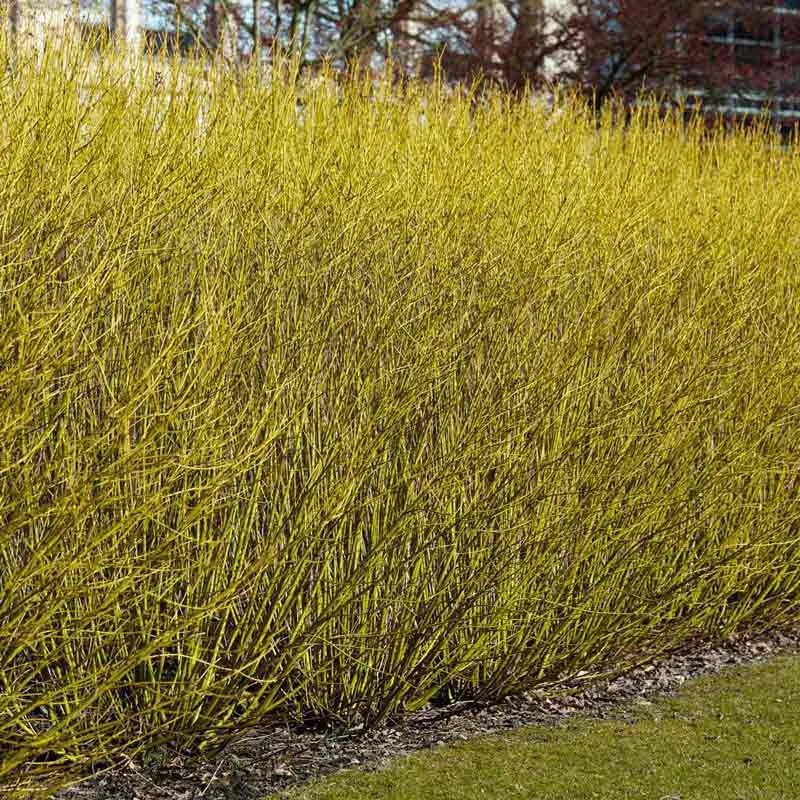 Cornus Sericea 'bud's Yellow' - View 12 from www redcrocus com